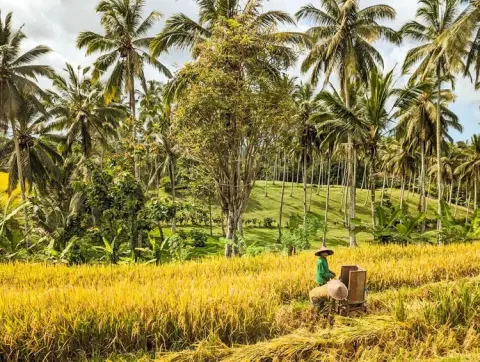 Puri Dajuma Beach Eco Resort Spa Bali Villa Rice Harvest